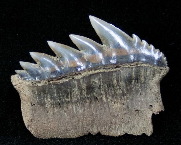 Fossil Cow Shark (Notorynchus) Tooth - South Carolina #12962